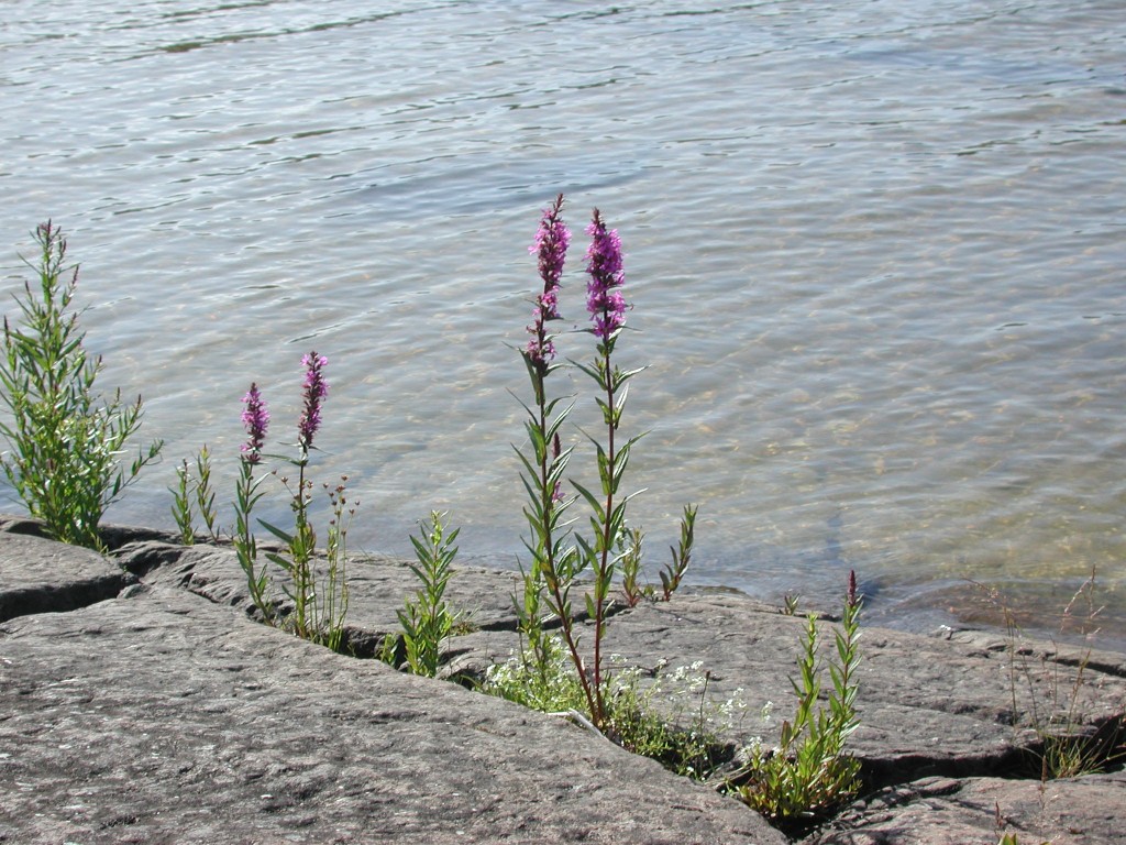 DSCN0996.jpg