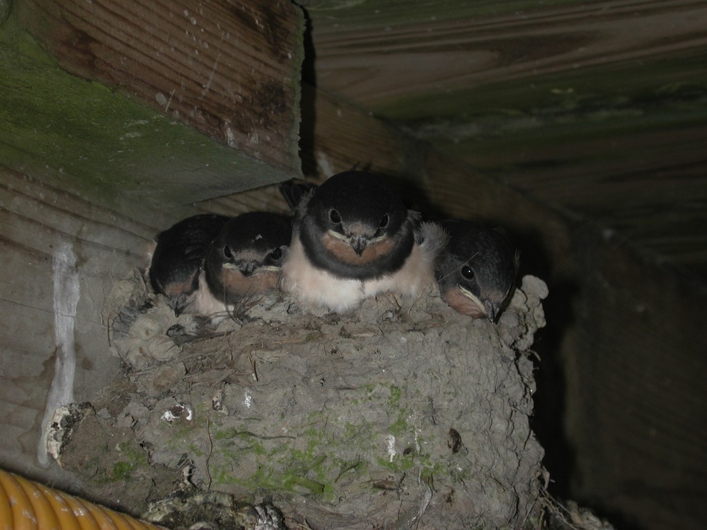 DSCN1332.jpg